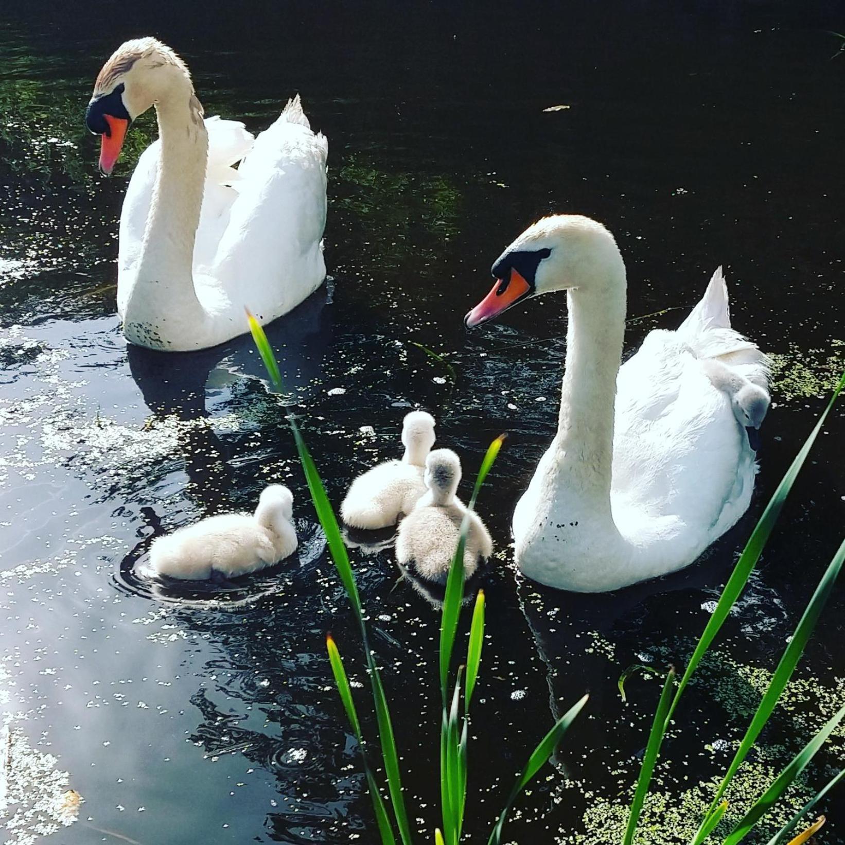 Het Waterhoentje Sint Jansklooster Esterno foto